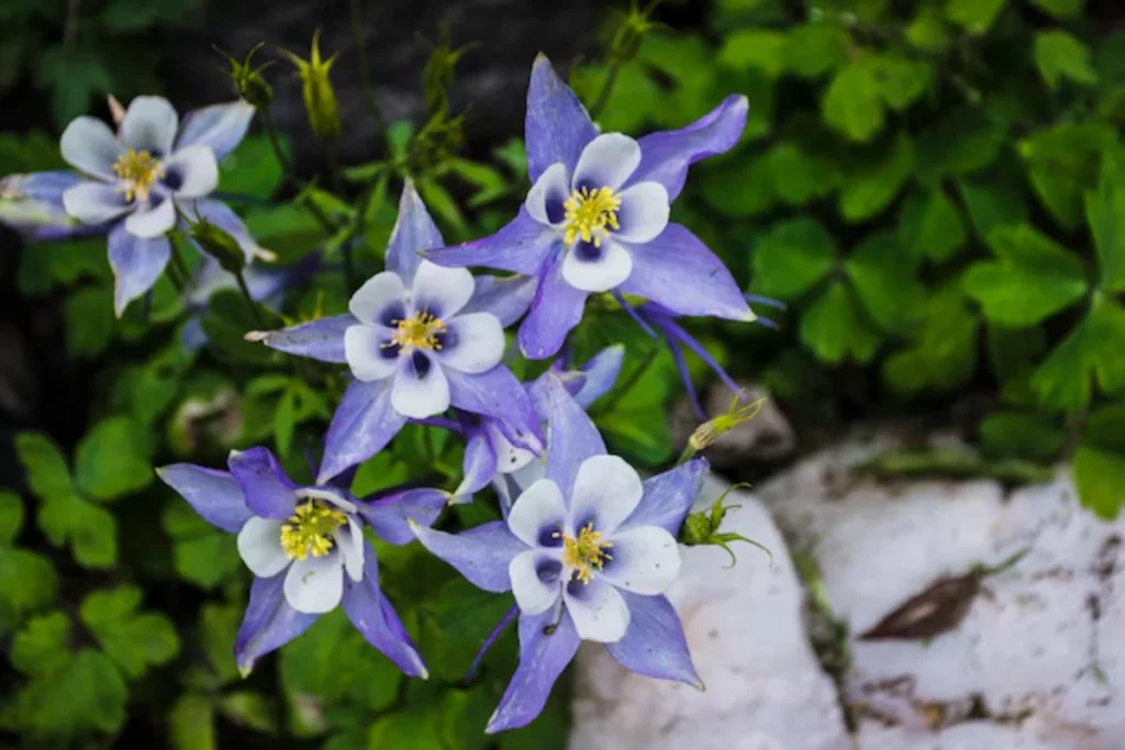 flores Aquilégia (Aquilegia vulgaris) que parecem sinos