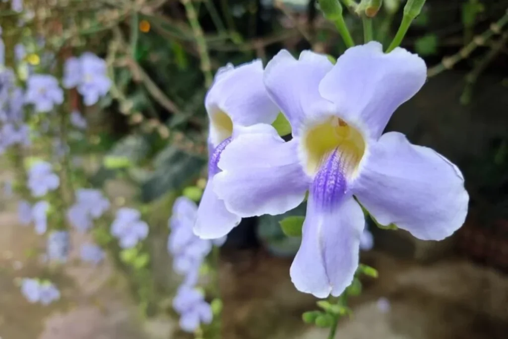 Flores trepadeira: 10 espécies para ter em casa 13 flores Tumbérgia Azul trepadeira