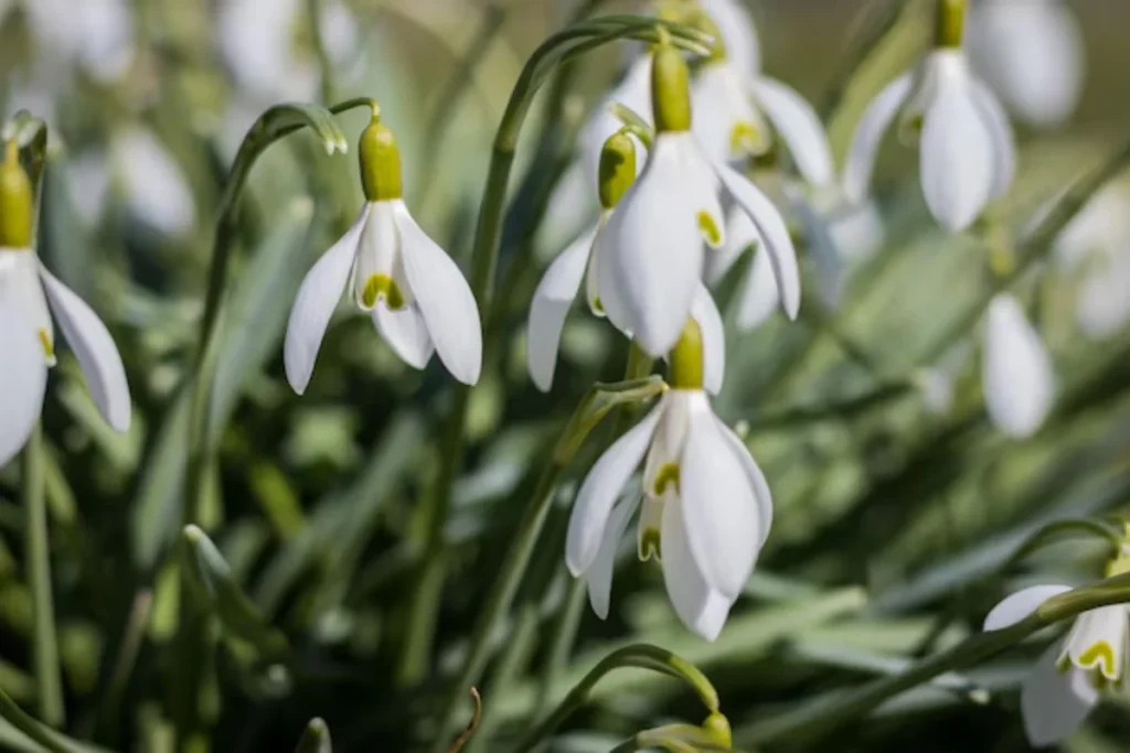 flores Snowdrop (Galanthus nivalis) que parecem sinos