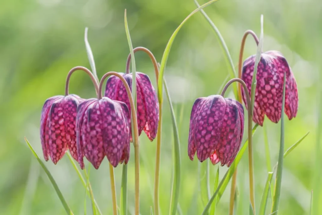 flores Fritillaria (Fritillaria meleagris) que parecem sinos