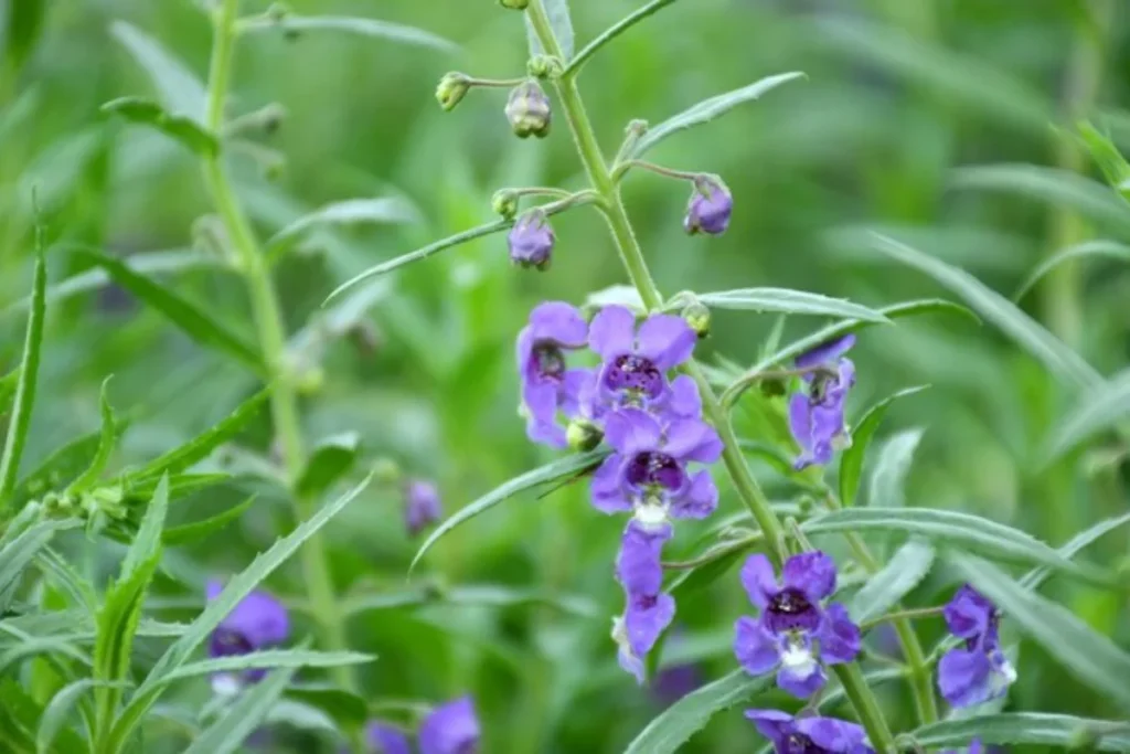 flores Angelonia (Angelonia angustifolia) que parecem sinos