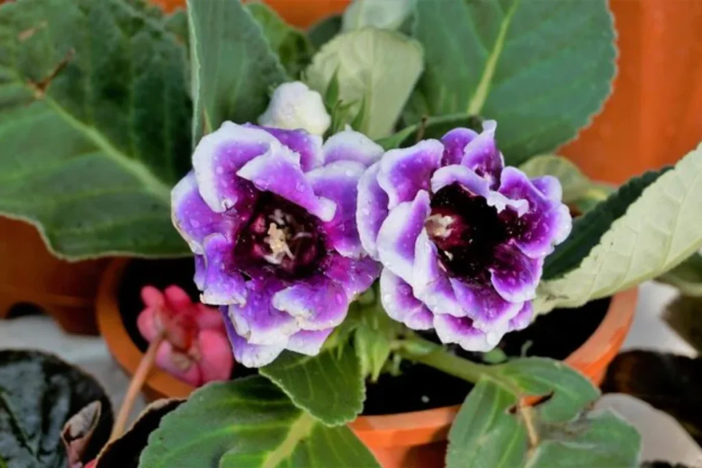 flores Gloxínia (Sinningia speciosa) que parecem sinos