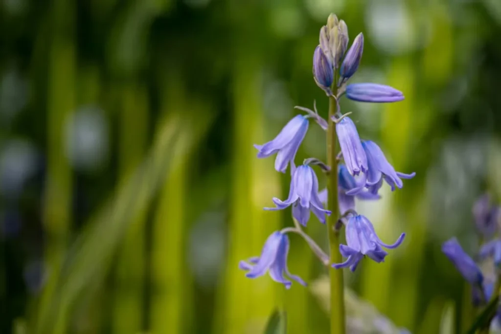 flores Bluebell (Hyacinthoides non-scripta) que parecem sinos