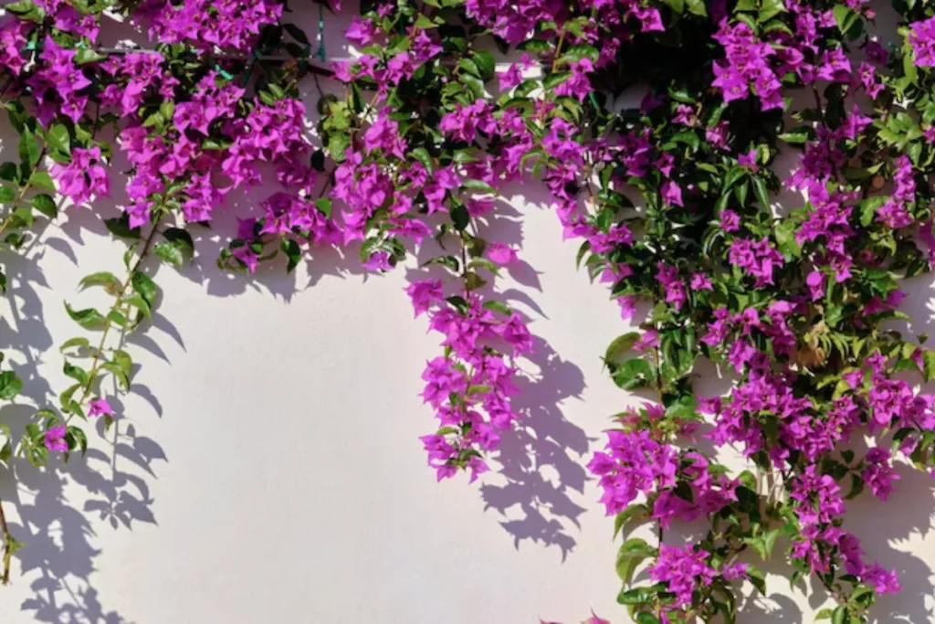 Flores trepadeira: 10 espécies para ter em casa 15 flores rosas trepadeira no muro