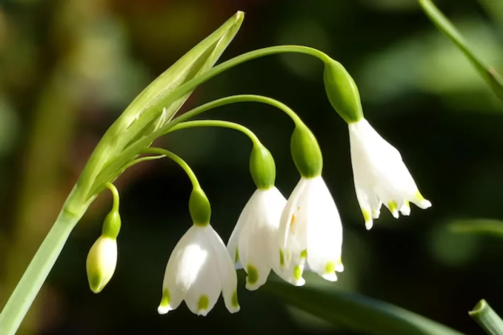 flores brancas que parecem sinos