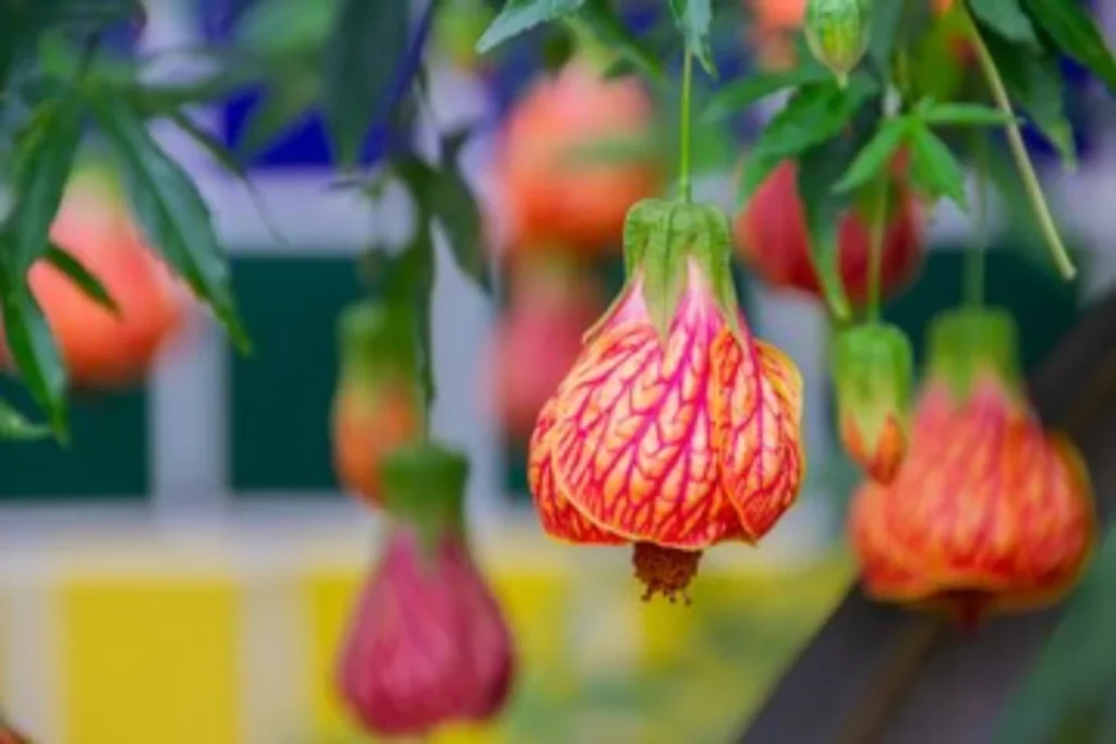 Varias flores que parecem sinos