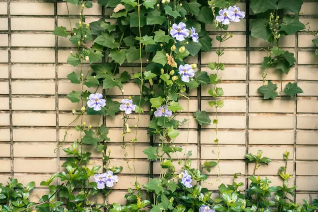 Flores trepadeira: 10 espécies para ter em casa 14 flores trepadeira