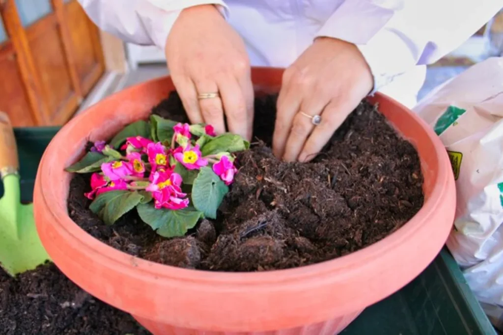 pessoa cuidando das flores que parecem sinos