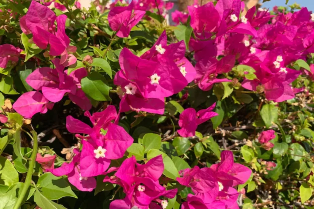 Flores trepadeira: 10 espécies para ter em casa 4 flores Primavera (Bougainvillea) trepadeira