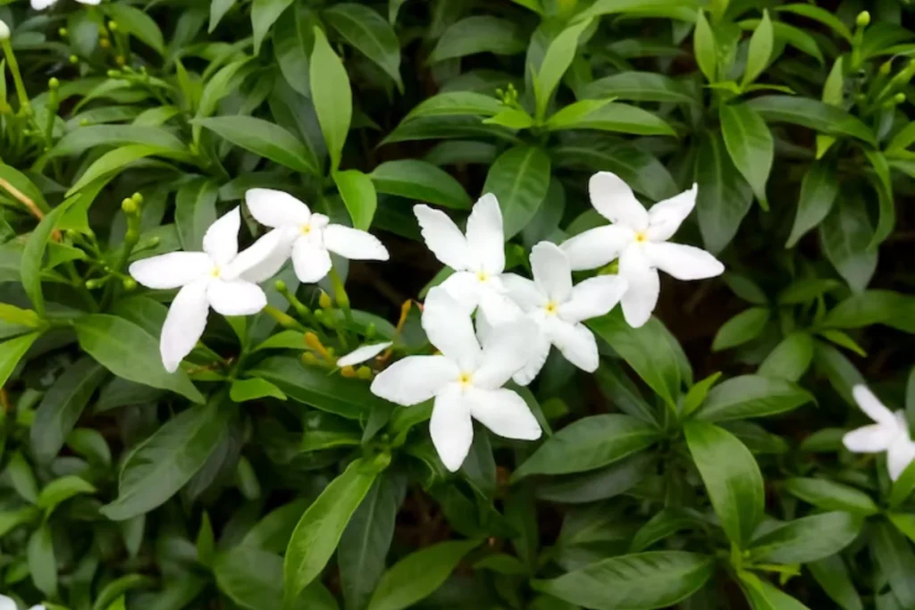 Flores trepadeira: 10 espécies para ter em casa 5 flores Jasmim dos Poetas trepadeira