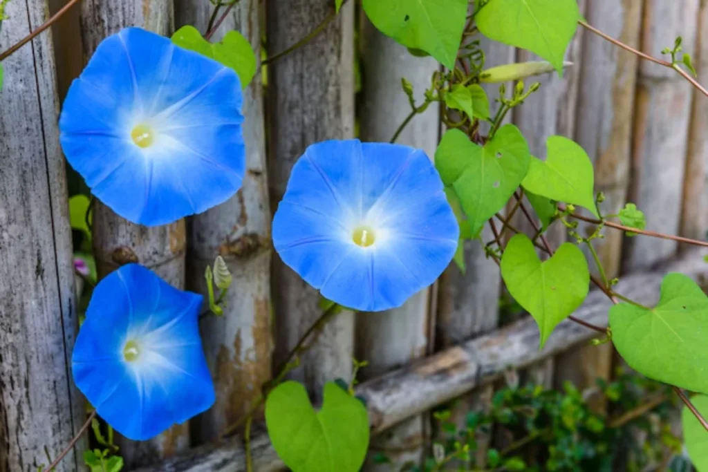 flores campainha (Ipomoea purpurea) que parecem sinos