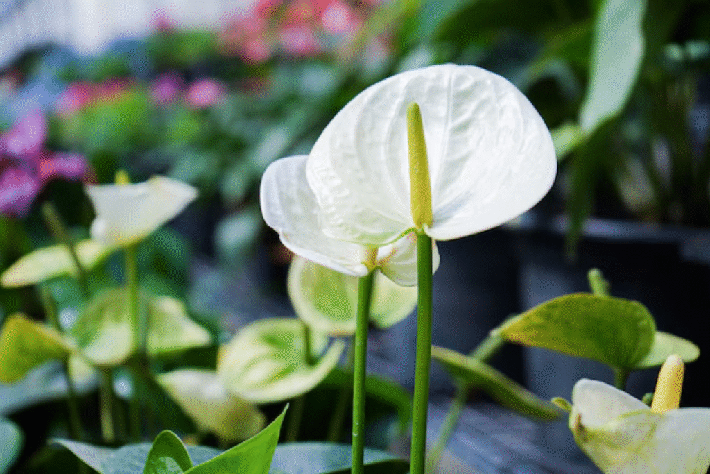 Flor antúrio: Guia de plantio, cuidados e significado 6 flor Antúrio branca