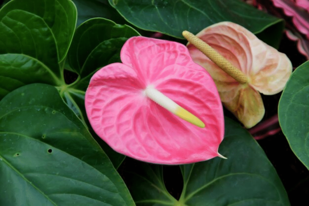 Flor antúrio: Guia de plantio, cuidados e significado 5 flor Antúrio rosa