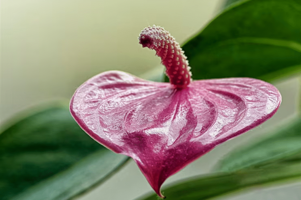 Flor antúrio: Guia de plantio, cuidados e significado 7 flor Antúrio roxo