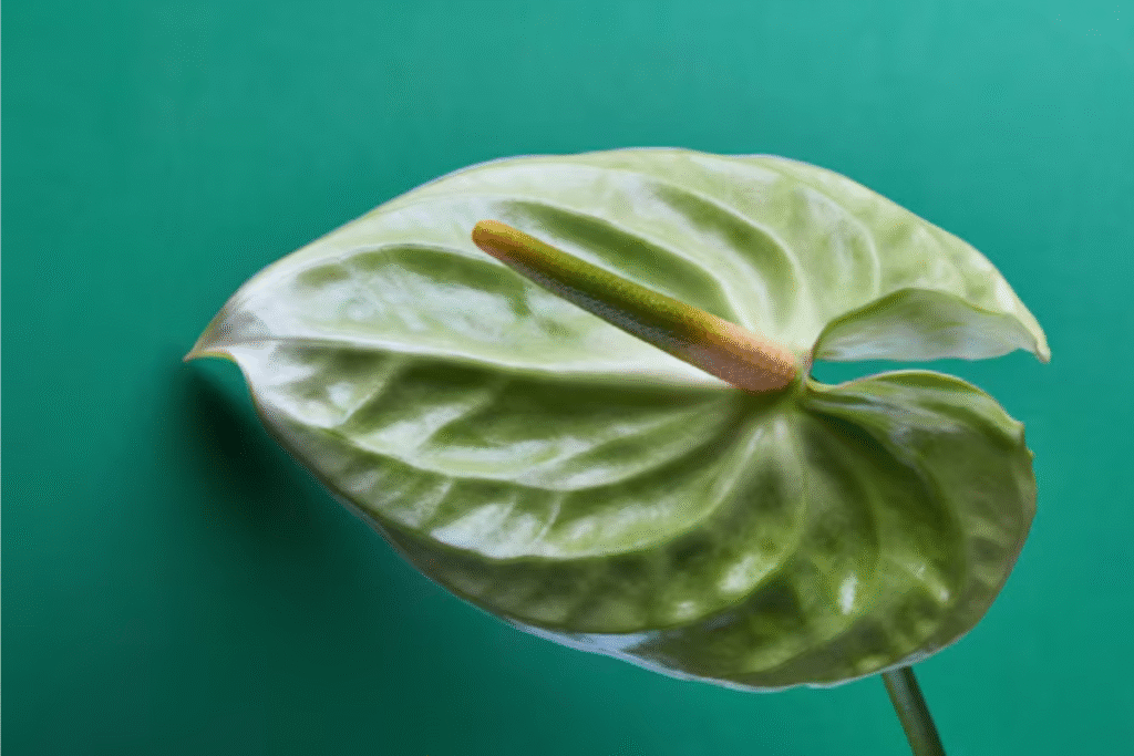 Flor antúrio: Guia de plantio, cuidados e significado 8 flor Antúrio verde