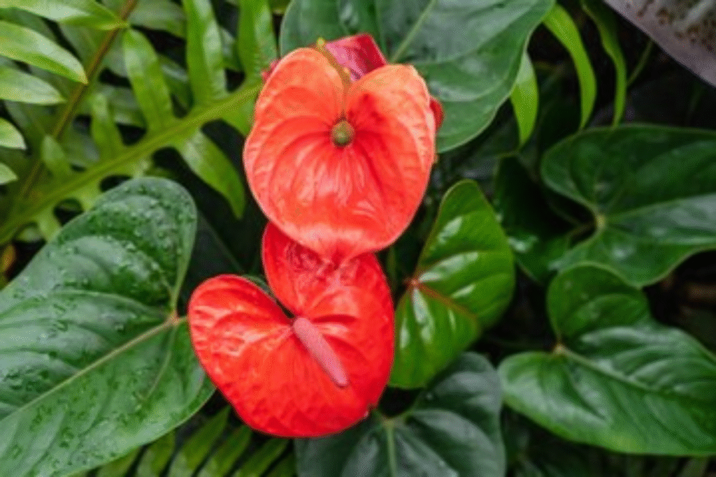 Flor antúrio: Guia de plantio, cuidados e significado 3 flores vermelha Antúrio