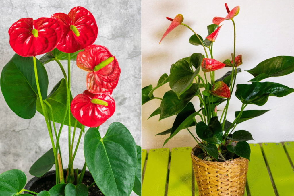 Flor antúrio: Guia de plantio, cuidados e significado 10 flor Antúrio