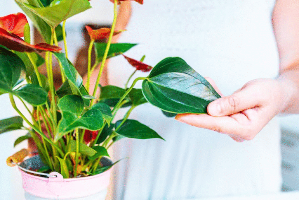 Flor antúrio: Guia de plantio, cuidados e significado 9 planta Antúrio com folhas verdes e flores vermelhas