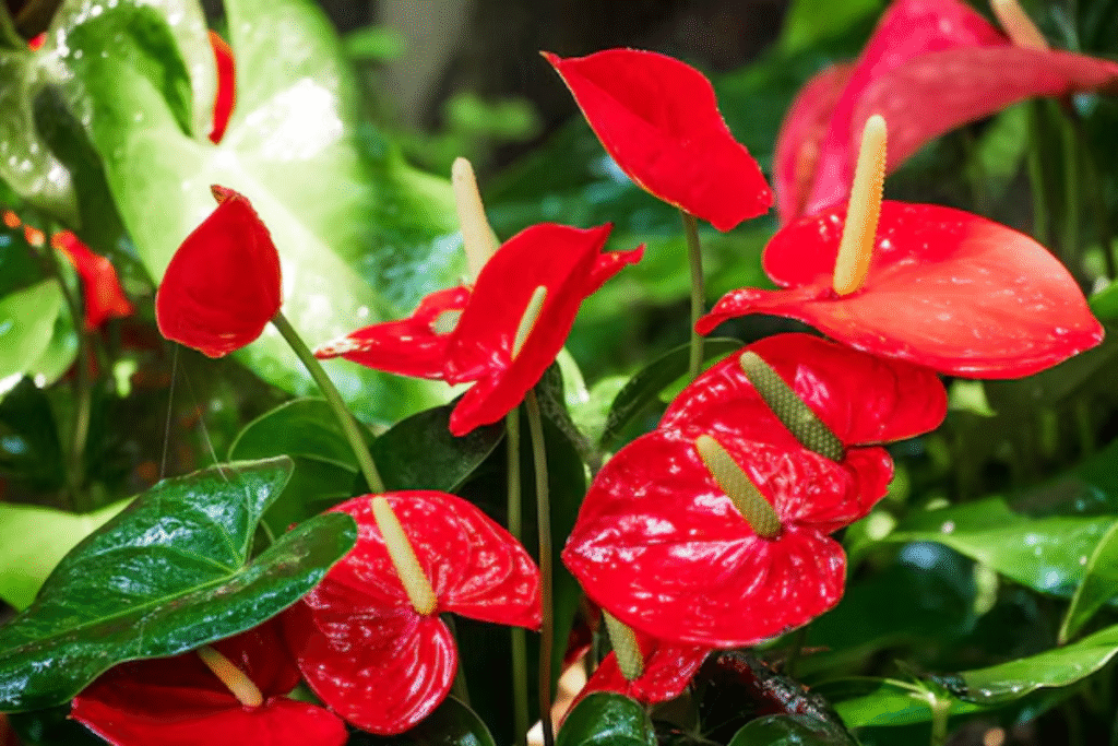 Flor antúrio: Guia de plantio, cuidados e significado 11 flores Antúrio vermelhas com folhas verdes