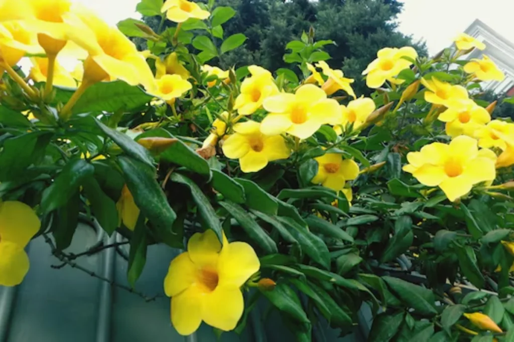 Flor alamanda: Guia completo, como plantar e cuidados 5 Varias flores alamanda amarelas