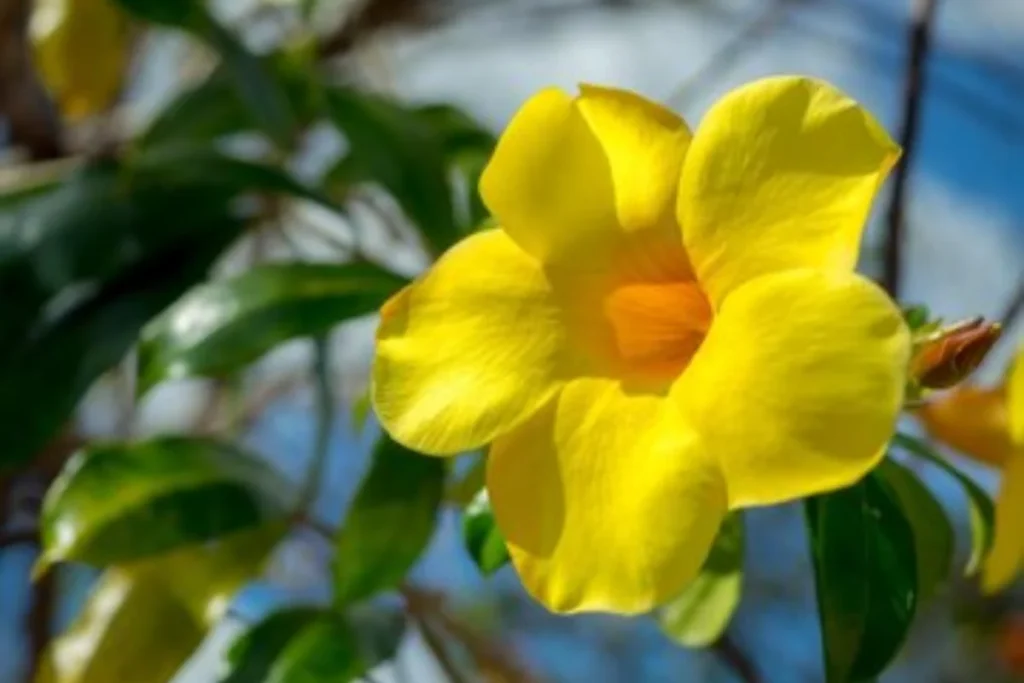 Flor alamanda: Guia completo, como plantar e cuidados 3 flor alamanda