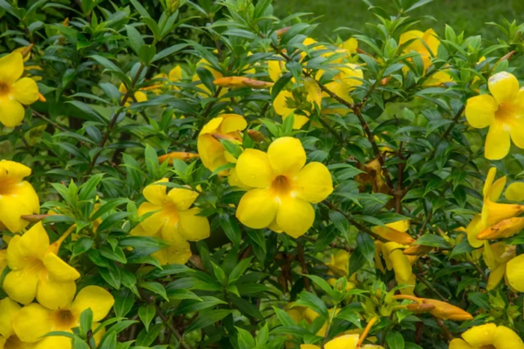 Flor alamanda: Guia completo, como plantar e cuidados 6 flores alamanda