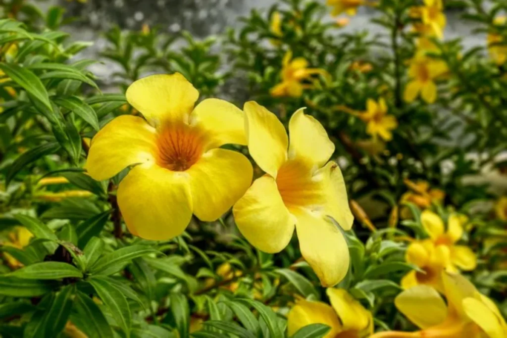 flores alamanda amarelas