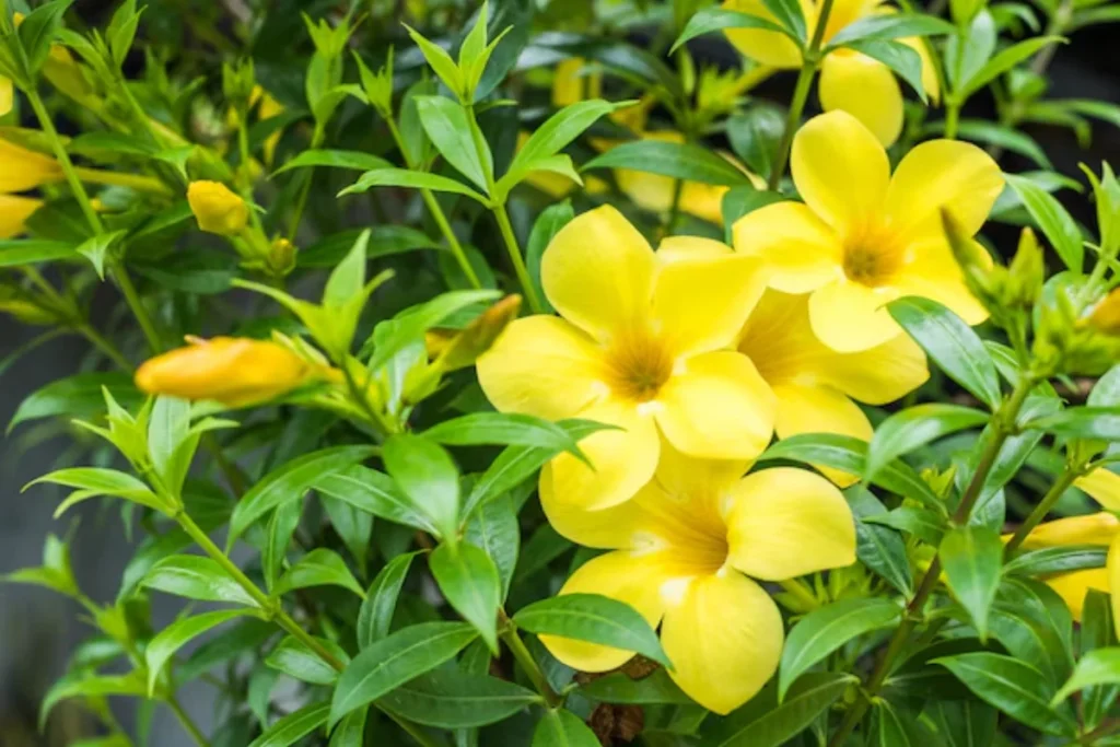 Flor alamanda: Guia completo, como plantar e cuidados 4 flores alamanda