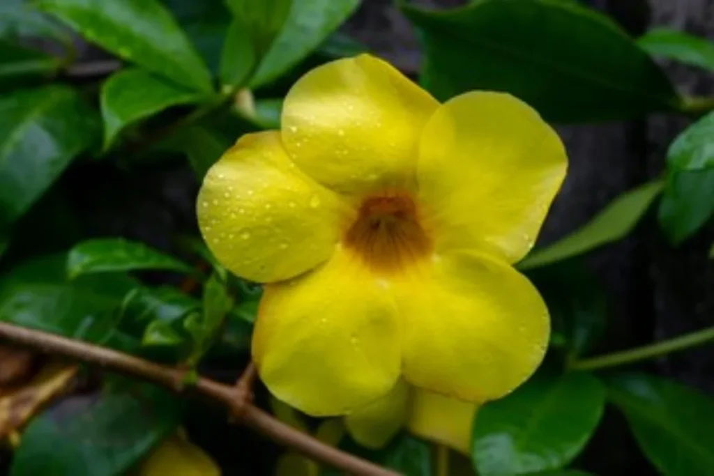 Flor alamanda: Guia completo, como plantar e cuidados 8 flor alamanda