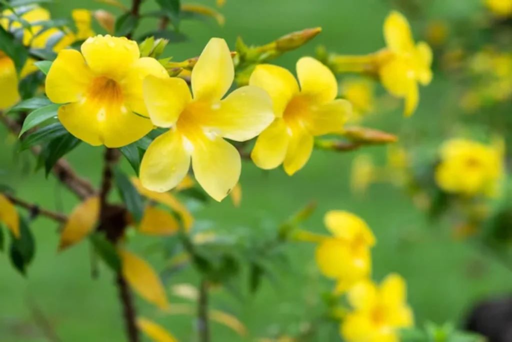 Flor alamanda: Guia completo, como plantar e cuidados 7 flores alamanda