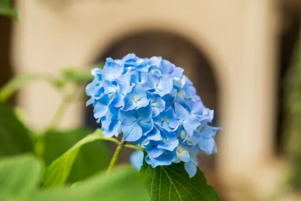 11 flores azuis naturais: Nomes, fotos, cuidados e significados 5 flores Hortênsia azuis