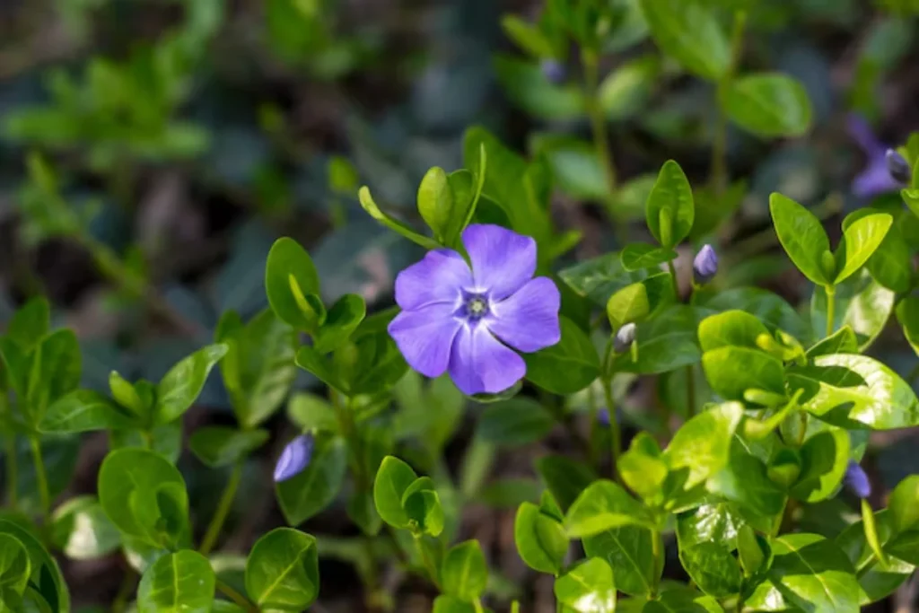 11 flores azuis naturais: Nomes, fotos, cuidados e significados 14 flor Pervinca azul