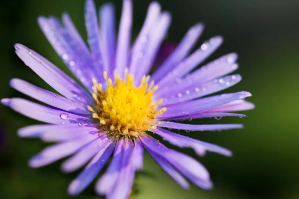 11 flores azuis naturais: Nomes, fotos, cuidados e significados 15 flor equinácea Azul