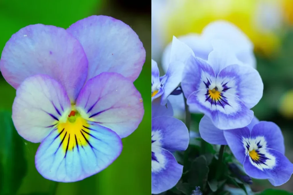 11 flores azuis naturais: Nomes, fotos, cuidados e significados 6 flores Amor-Perfeito Azul