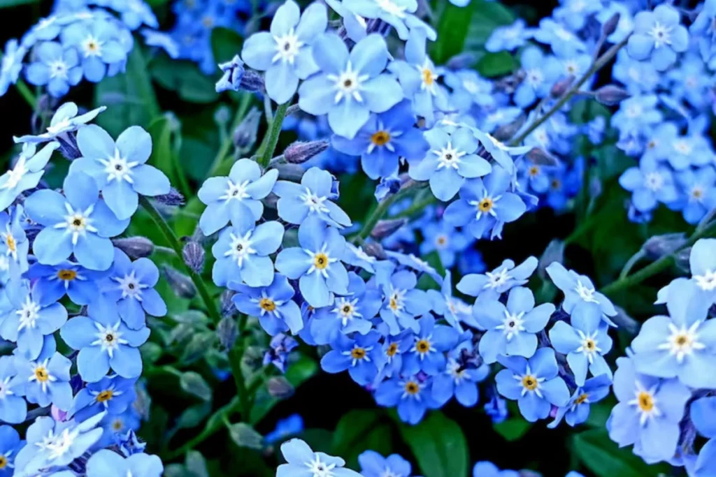 11 flores azuis naturais: Nomes, fotos, cuidados e significados 3 flores azuis naturais