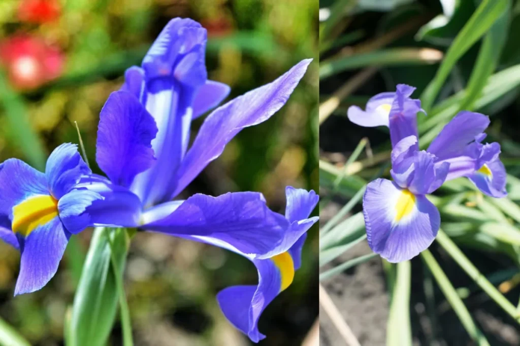 11 flores azuis naturais: Nomes, fotos, cuidados e significados 7 flores Íris Azul