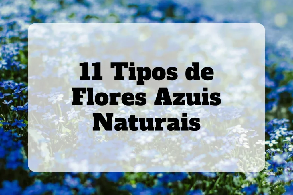 11 flores azuis naturais: Nomes, fotos, cuidados e significados 4 tipos de flores azuis naturais