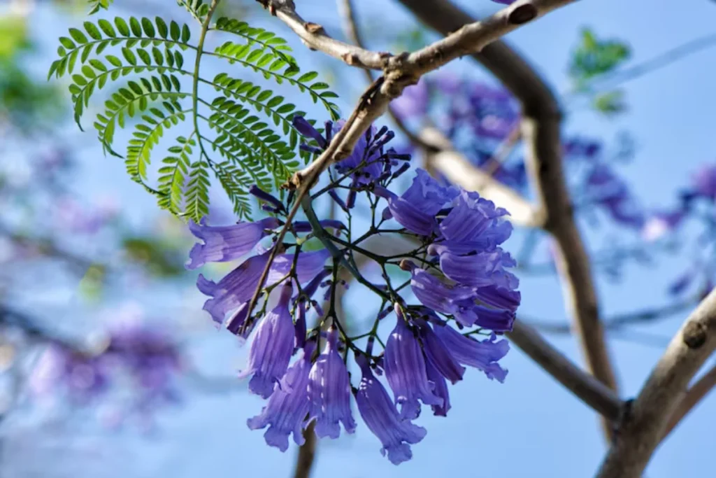 11 flores azuis naturais: Nomes, fotos, cuidados e significados 8 flores Jacarandá Mimoso azul