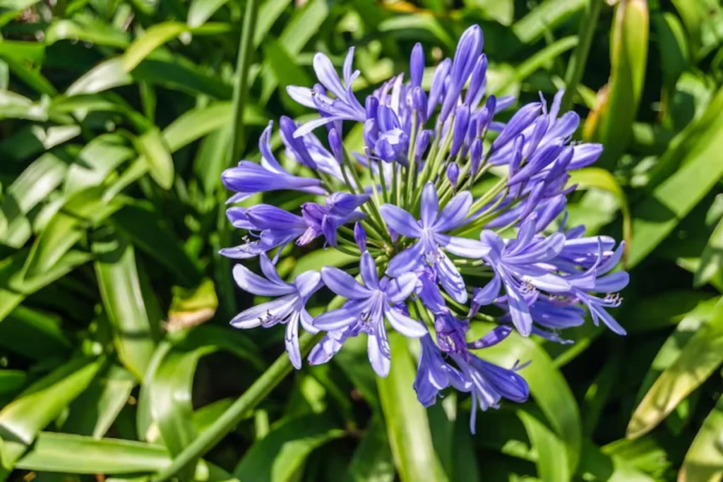 11 flores azuis naturais: Nomes, fotos, cuidados e significados 9 flores Agapanto azul