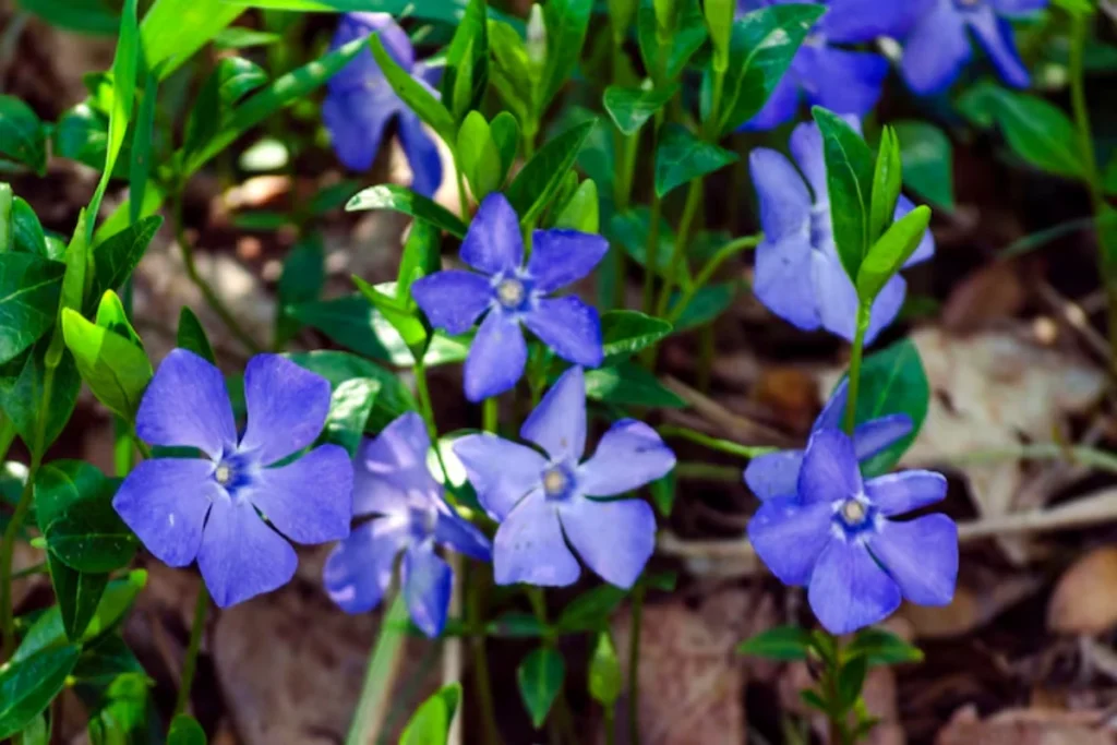 11 flores azuis naturais: Nomes, fotos, cuidados e significados 20 flores azuis naturais