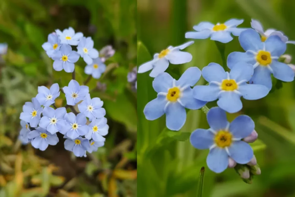 11 flores azuis naturais: Nomes, fotos, cuidados e significados 10 flores Miosótis azul