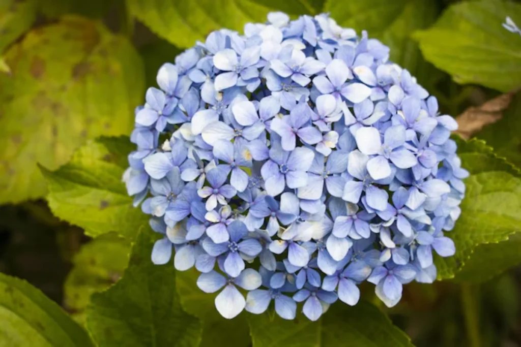 11 flores azuis naturais: Nomes, fotos, cuidados e significados 18 flores azuis naturais