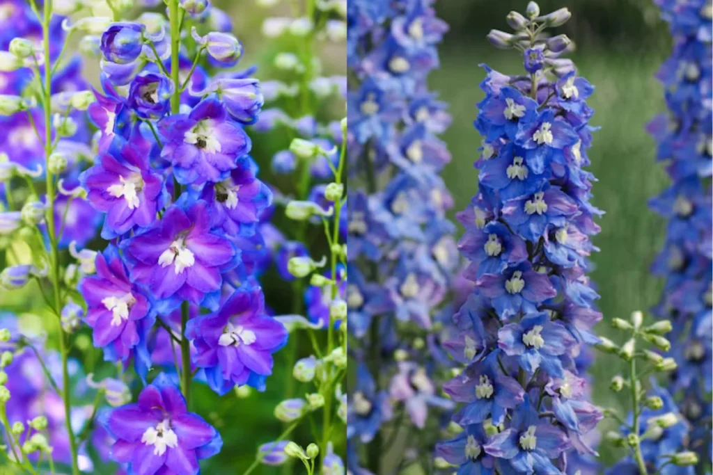 11 flores azuis naturais: Nomes, fotos, cuidados e significados 11 flores Delfínio azul