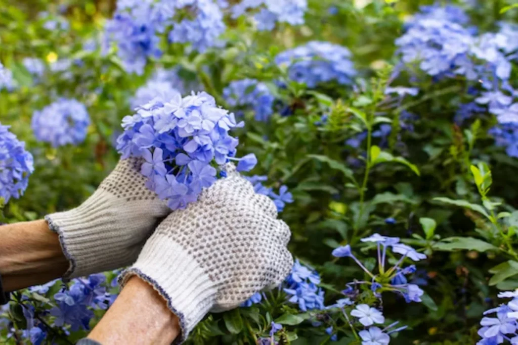 11 flores azuis naturais: Nomes, fotos, cuidados e significados 17 pessoa cuidando das flores azuis naturais