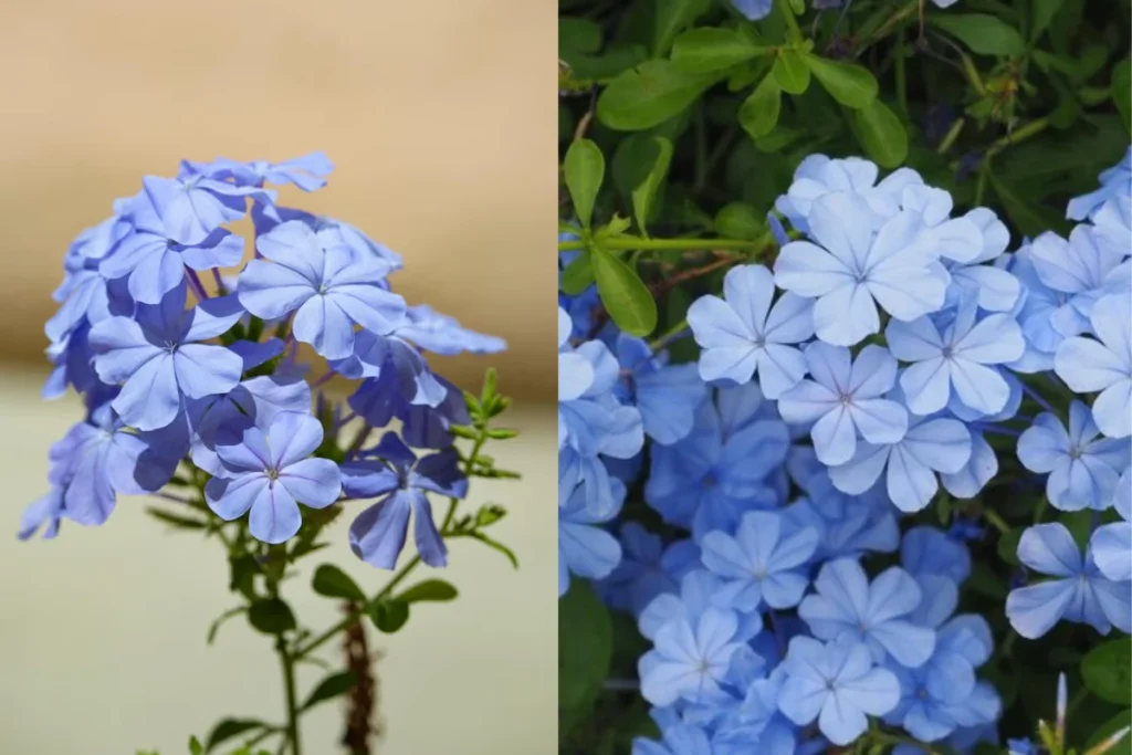 11 flores azuis naturais: Nomes, fotos, cuidados e significados 12 flores plumbago azul