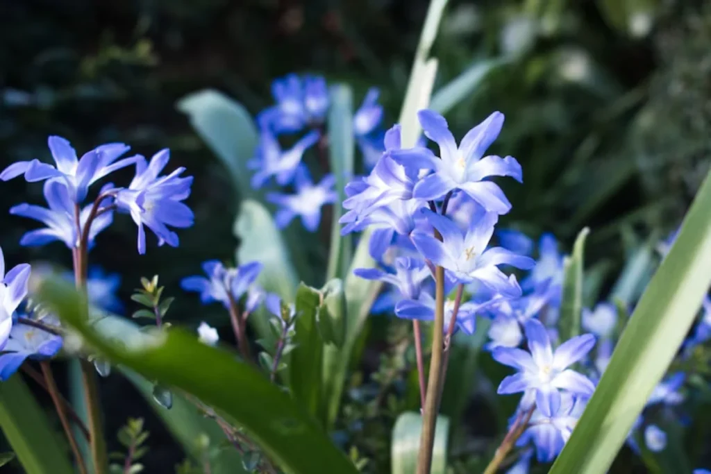 11 flores azuis naturais: Nomes, fotos, cuidados e significados 19 flores azuis naturais