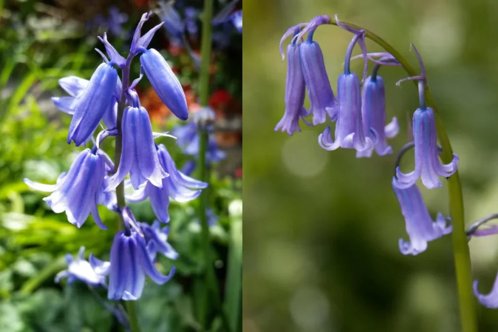 11 flores azuis naturais: Nomes, fotos, cuidados e significados 13 flores campânula azul