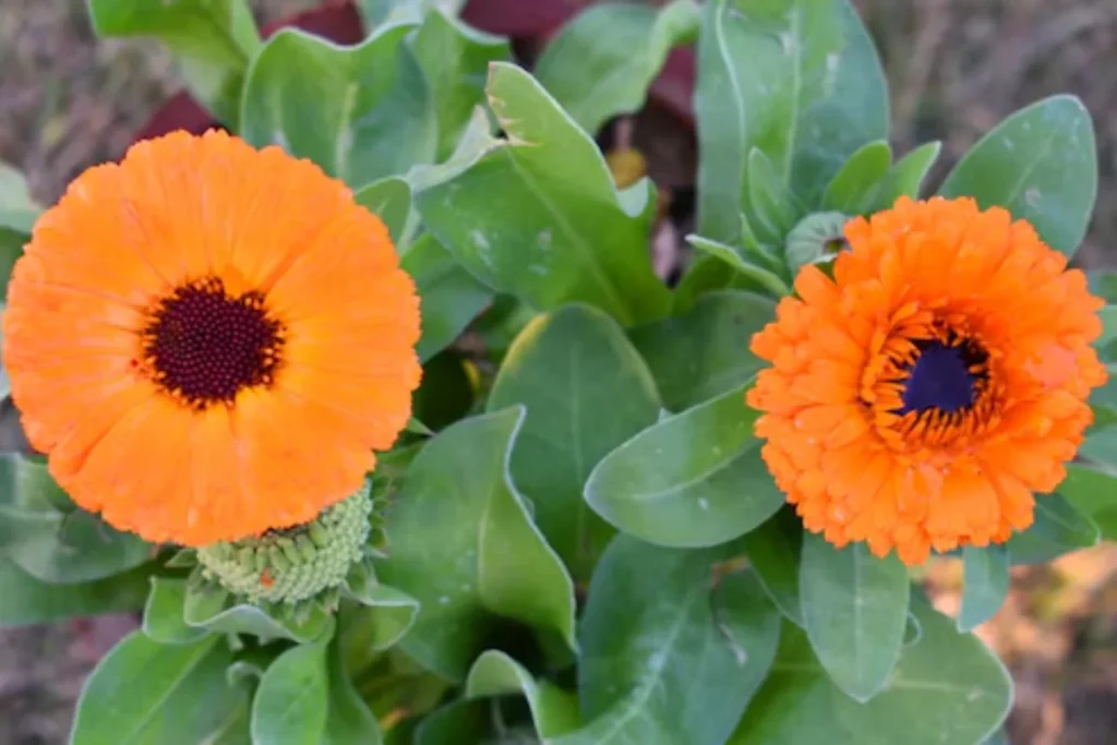 12 flores laranjas: Nomes, fotos e cuidados 5 flor laranja Calendula officinalis
