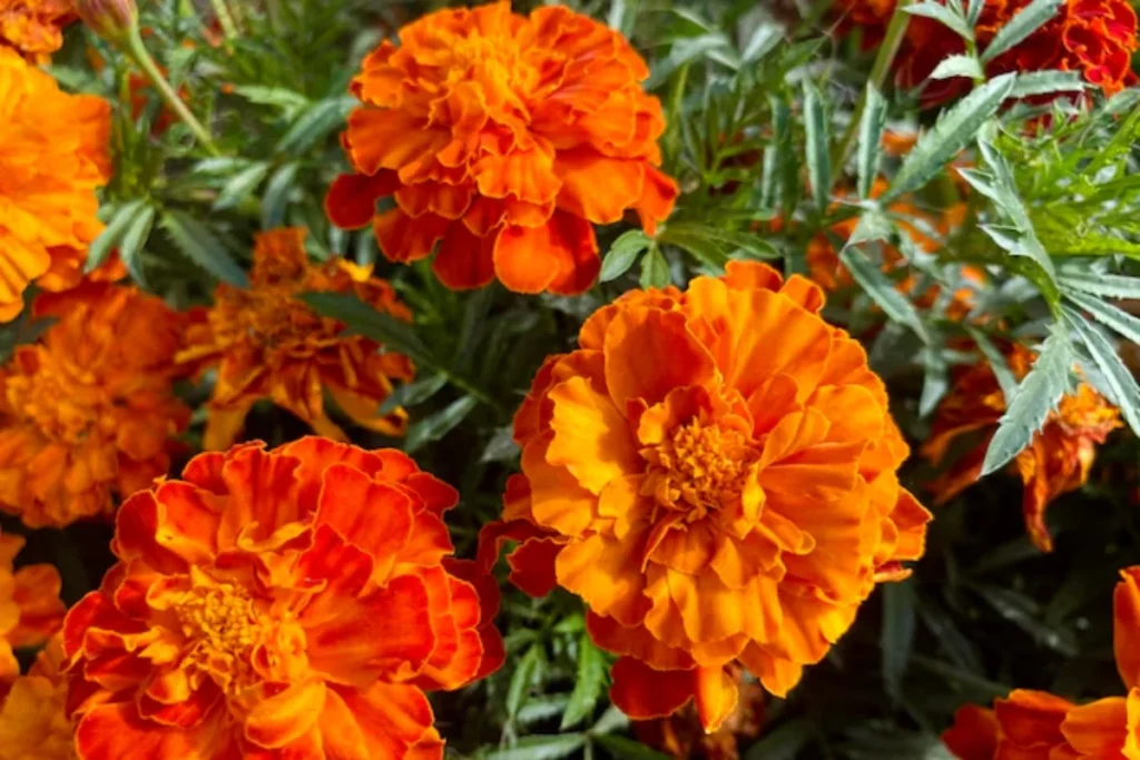 flores da cor laranjas