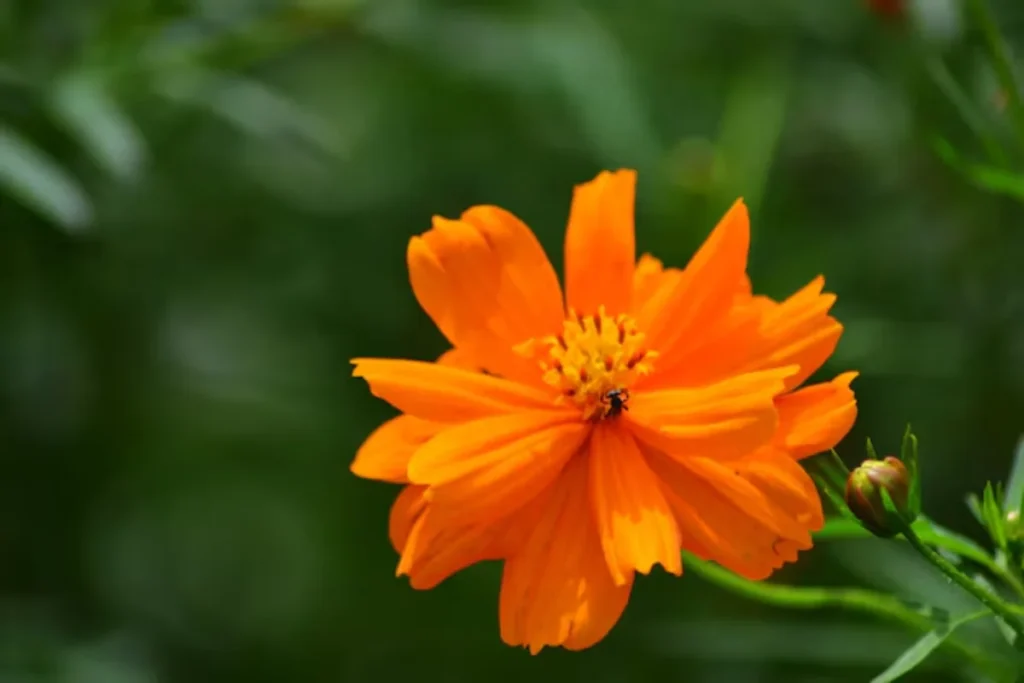 12 flores laranjas: Nomes, fotos e cuidados 14 flor laranja Cosmos